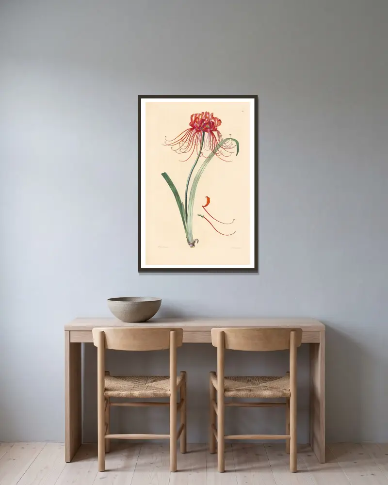 Amaryllis radiata von Leopold Trattinnick gerahmt an einer Wand
