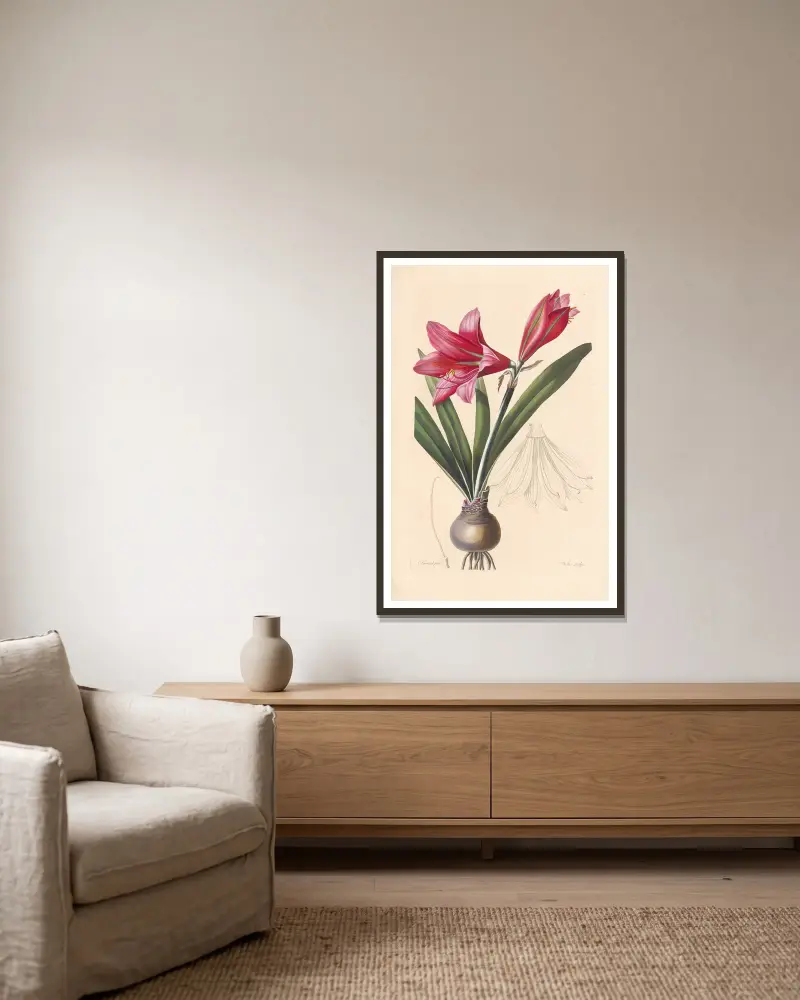 Amaryllis reginae von Leopold Trattinnick gerahmt an einer Wand
