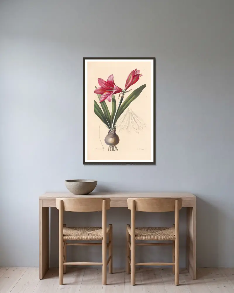 Amaryllis reginae von Leopold Trattinnick gerahmt an einer Wand