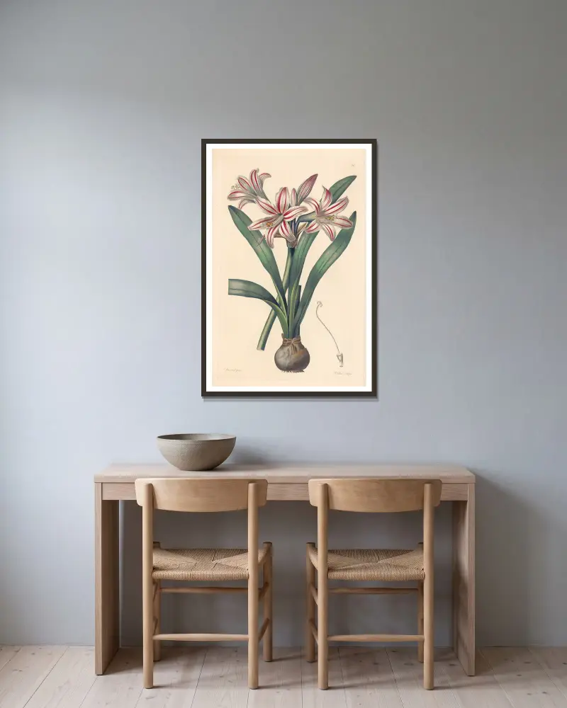Amaryllis vittata av Leopold Trattinnick inramad på en vägg
