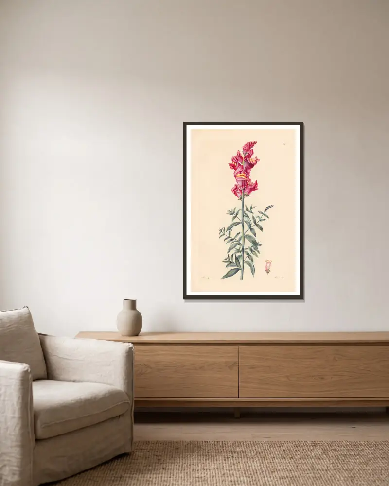 Antirrhinum majus av Leopold Trattinnick inramad på en vägg
