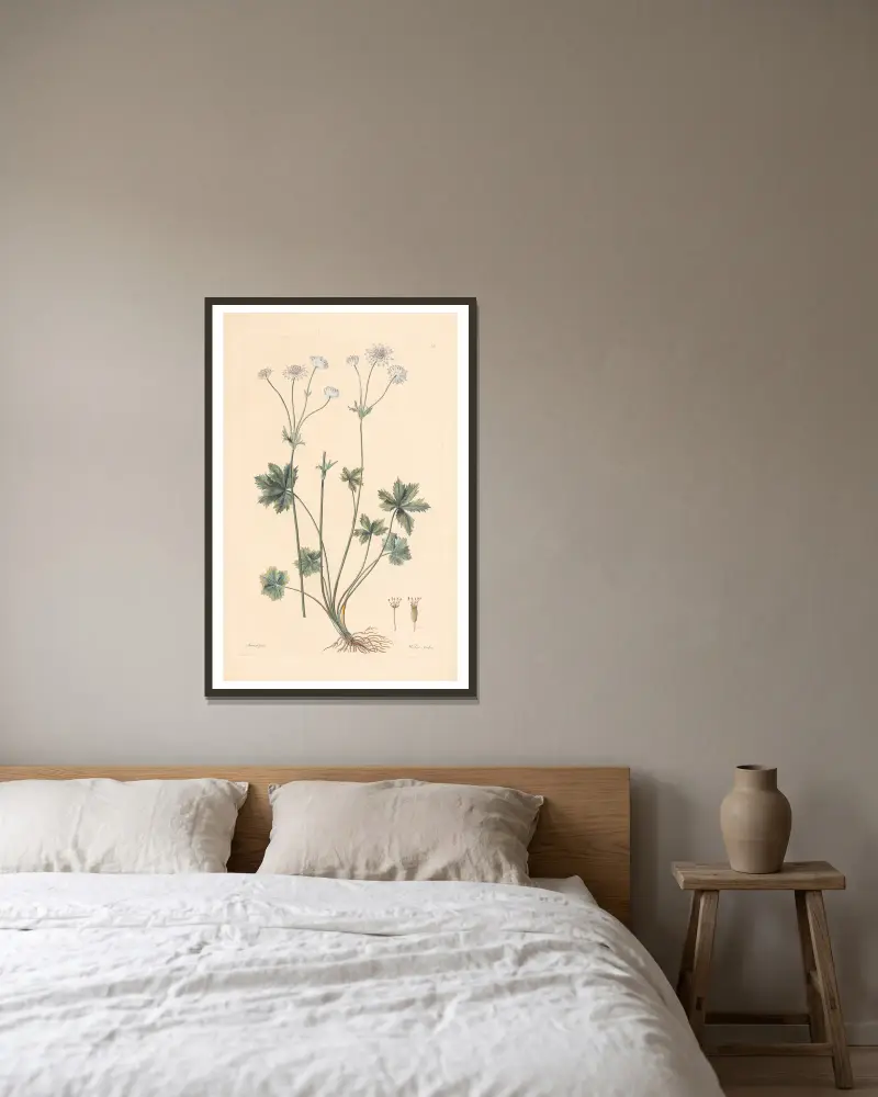 Astrantia carniolica von Leopold Trattinnick gerahmt an einer Wand