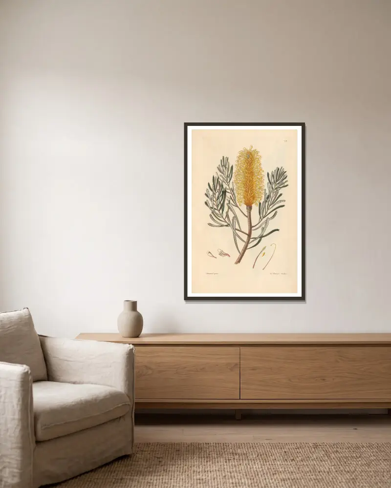 Banksia spinulosa av Leopold Trattinnick inramad på en vägg