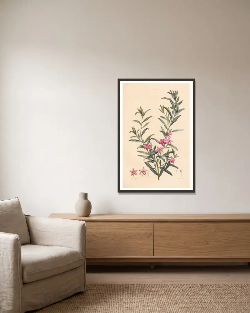 Crowea saligna von Leopold Trattinnick gerahmt an einer Wand