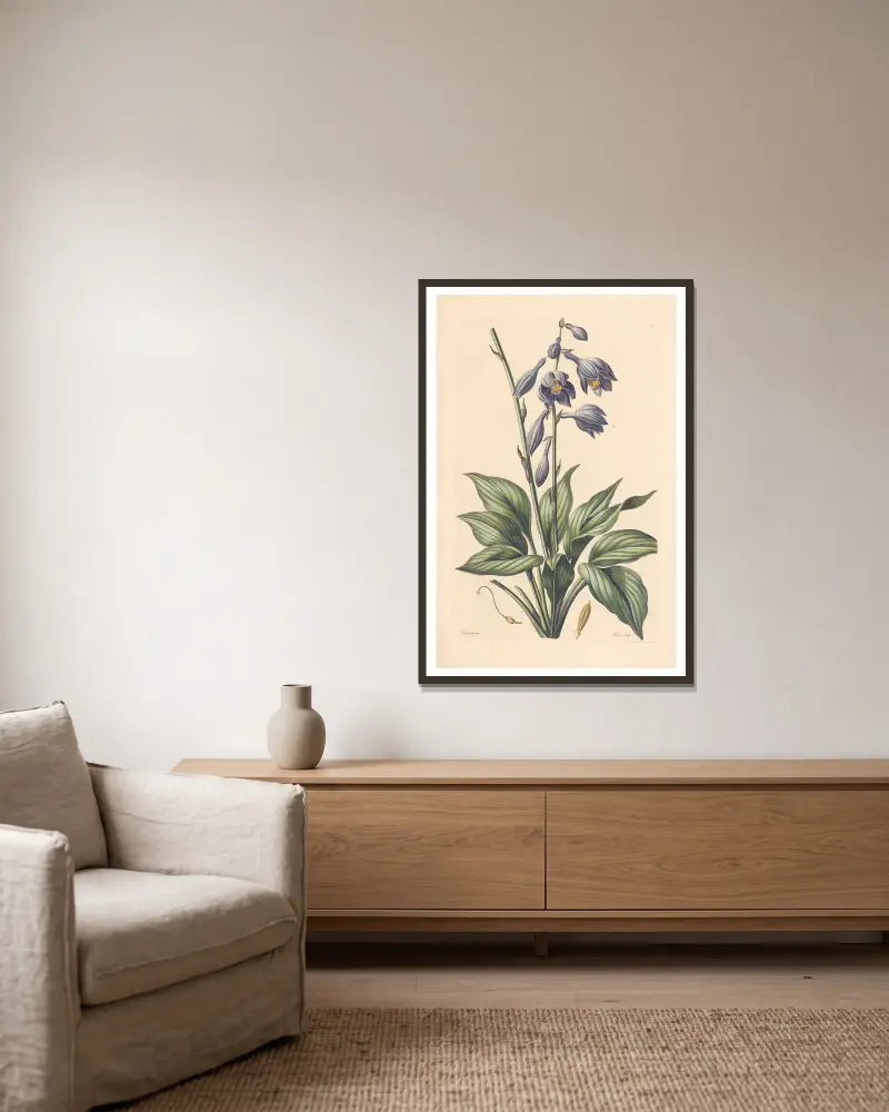 Hosta coerulea von Leopold Trattinnick gerahmt an einer Wand