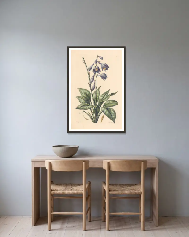 Hosta coerulea von Leopold Trattinnick gerahmt an einer Wand