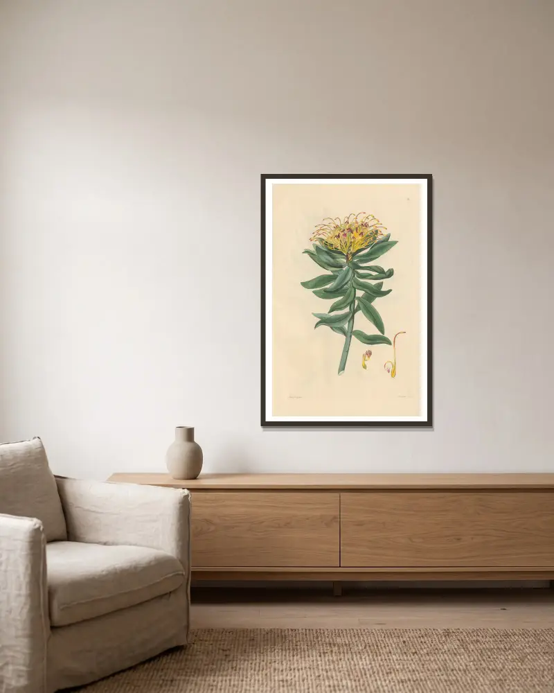 Leucospermum medium av Leopold Trattinnick inramad på en vägg