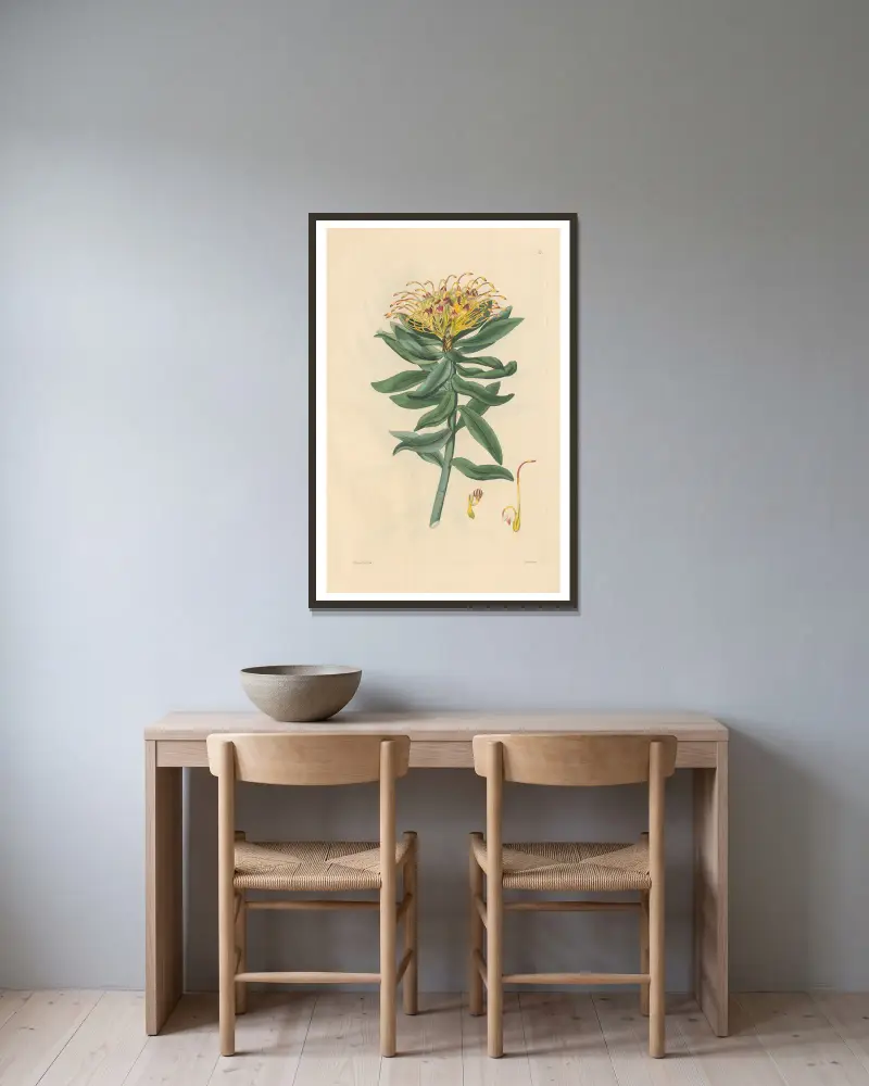 Leucospermum medium av Leopold Trattinnick inramad på en vägg