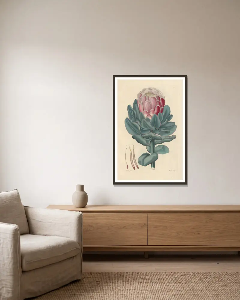 Protea speciosa av Leopold Trattinnick inramad på en vägg