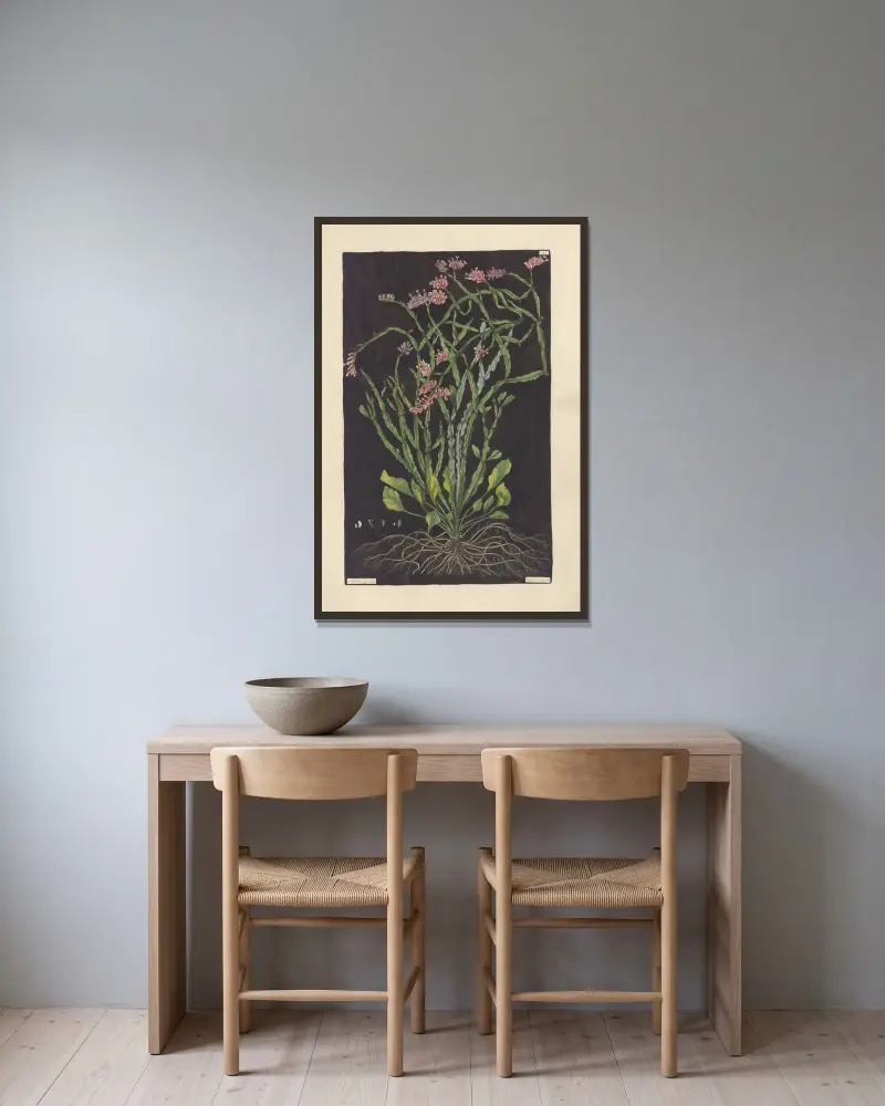 Statice mucronata von Leopold Trattinnick gerahmt an einer Wand