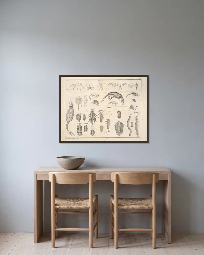Illustrationer till Okens allmänna naturhistoria för alla stånd, plansch 78 av Lorenz Oken inramad på en vägg