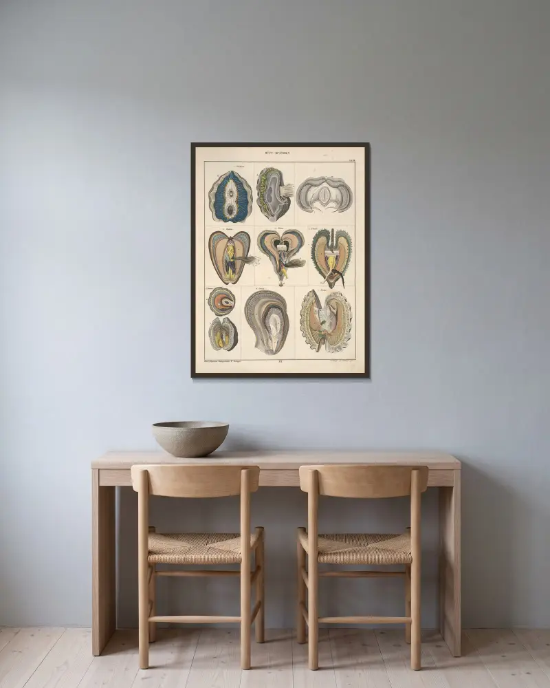 Illustrationer till Okens allmänna naturhistoria för alla stånd, plansch 67 av Lorenz Oken inramad på en vägg