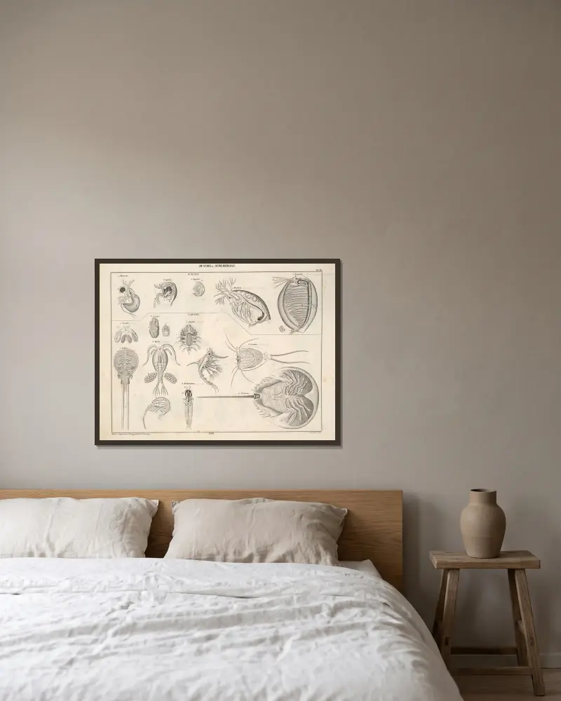 Illustrationer till Okens allmänna naturhistoria för alla stånd, plansch 79 av Lorenz Oken inramad på en vägg