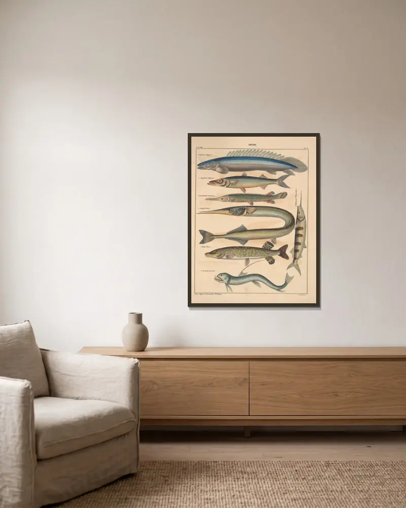 Illustrationer till Okens allmänna naturhistoria för alla stånd, plansch 102 av Lorenz Oken inramad på en vägg