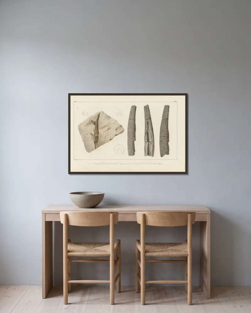 Forschungen über fossile Fische, Tafel 278 von Louis Agassiz gerahmt an einer Wand