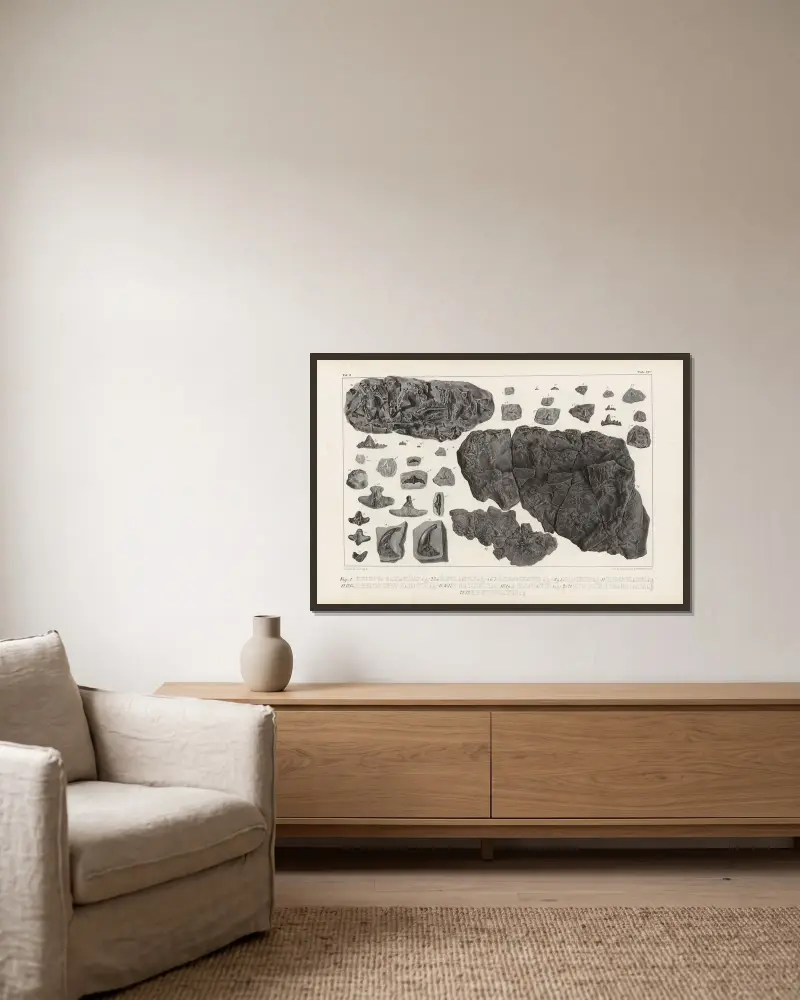 Recherches sur les poissons fossiles, Tafel 300 von Louis Agassiz gerahmt an einer Wand
