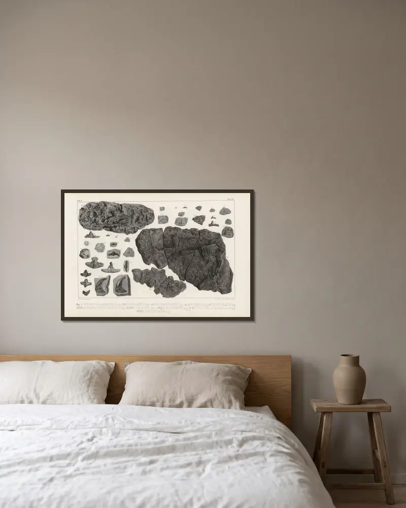 Recherches sur les poissons fossiles, Tafel 300 von Louis Agassiz gerahmt an einer Wand