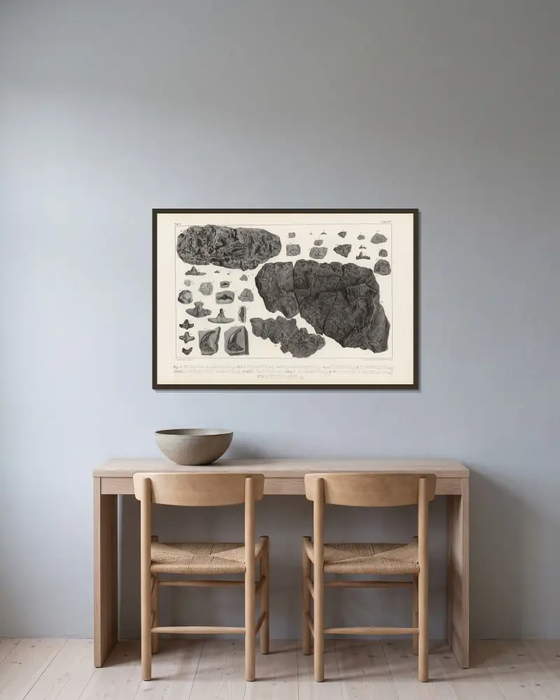 Recherches sur les poissons fossiles, Tafel 300 von Louis Agassiz gerahmt an einer Wand