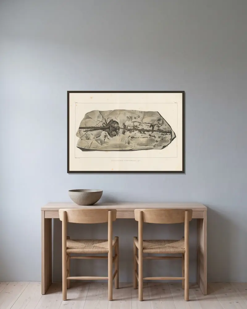 Recherches sur les poissons fossiles, Tafel 330 von Louis Agassiz gerahmt an einer Wand