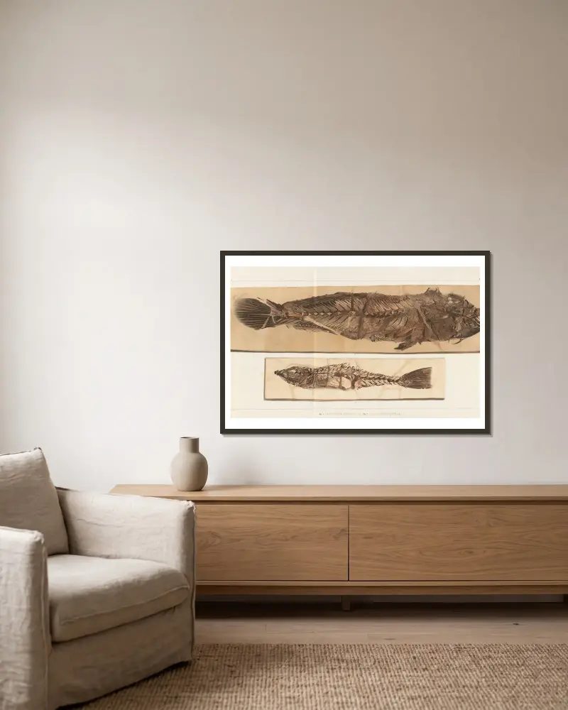 Recherches sur les poissons fossiles, Tafel 383 von Louis Agassiz gerahmt an einer Wand