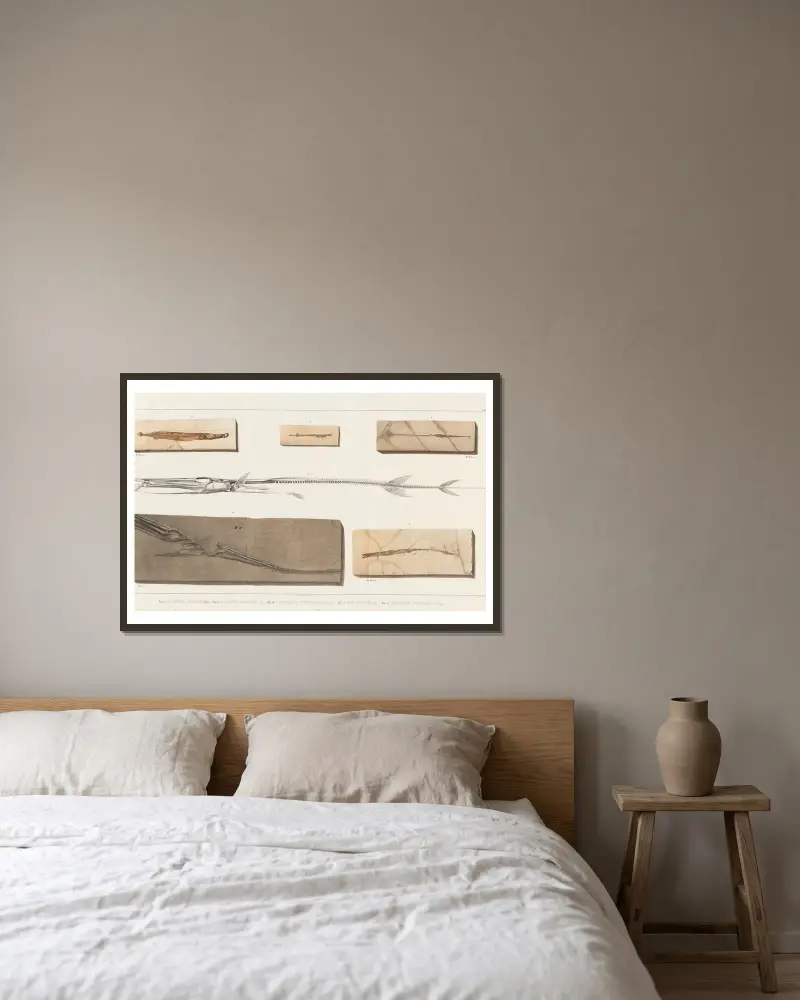 Forskning om fossila fiskar, plansch 385 av Louis Agassiz inramad på en vägg