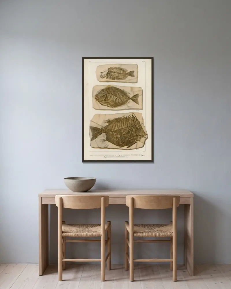 Recherches sur les poissons fossiles, Tafel 386 von Louis Agassiz gerahmt an einer Wand