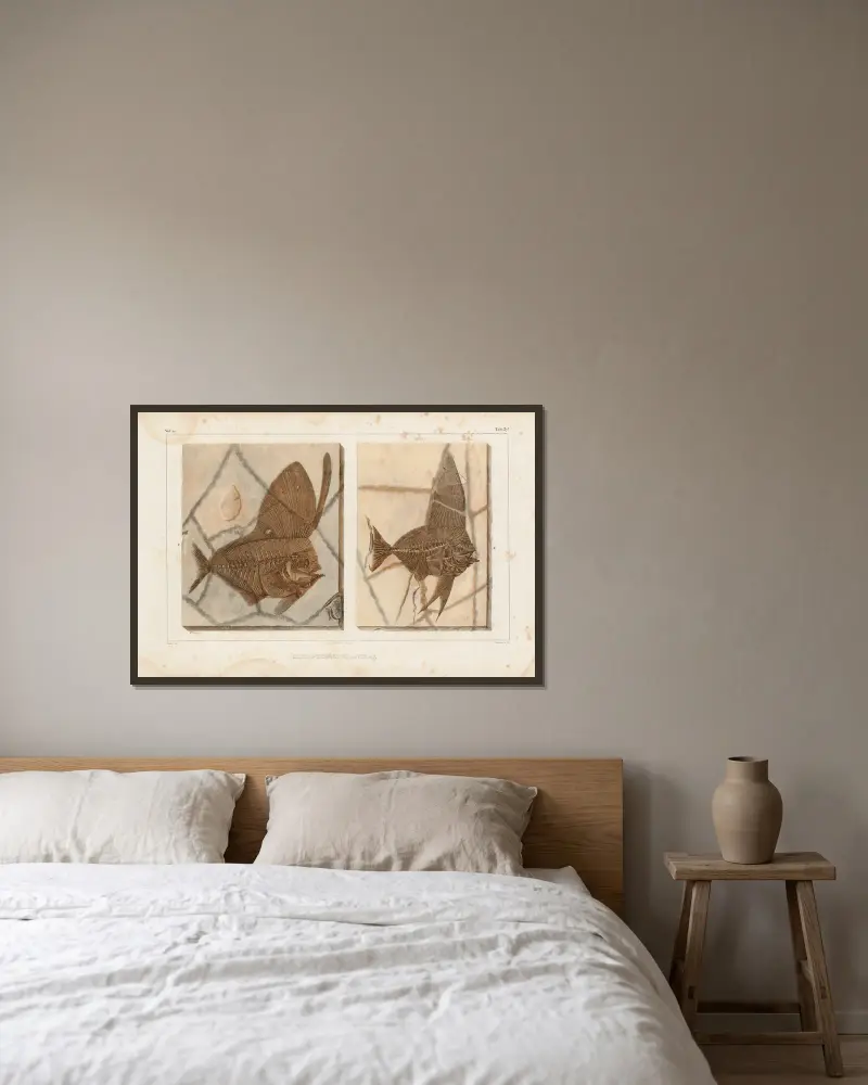 Recherches sur les poissons fossiles, Tafel 388 von Louis Agassiz gerahmt an einer Wand