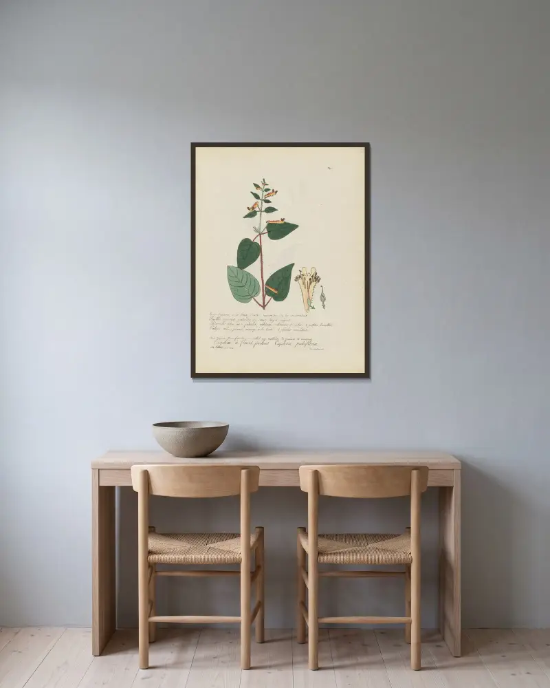 Cuphea pubiflora von Jean Baptiste Louis Letellier gerahmt an einer Wand