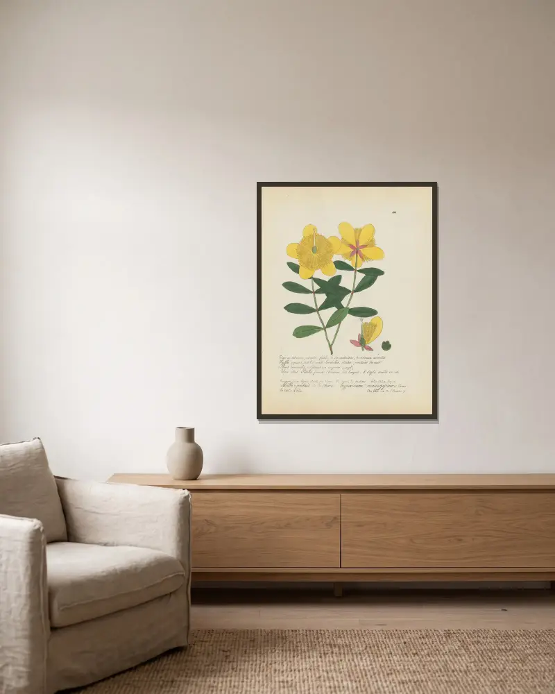 Hypericum monogynum von Jean Baptiste Louis Letellier gerahmt an einer Wand
