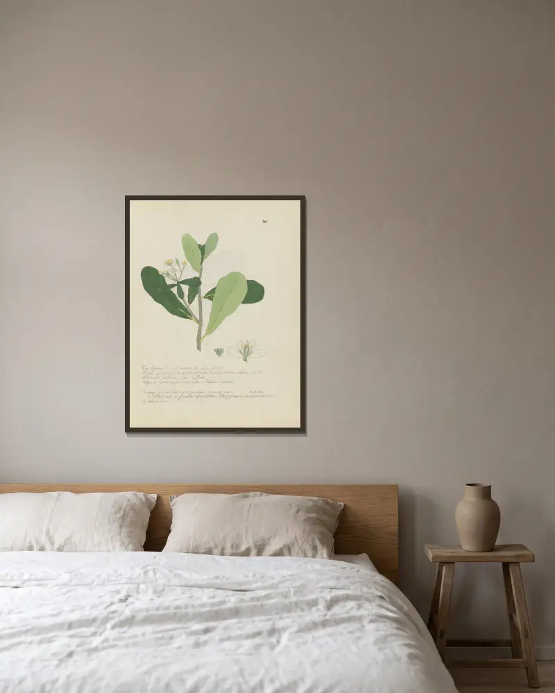Pittosporum coriaceum, Jean Baptiste Louis Letellier w ramie na ścianie