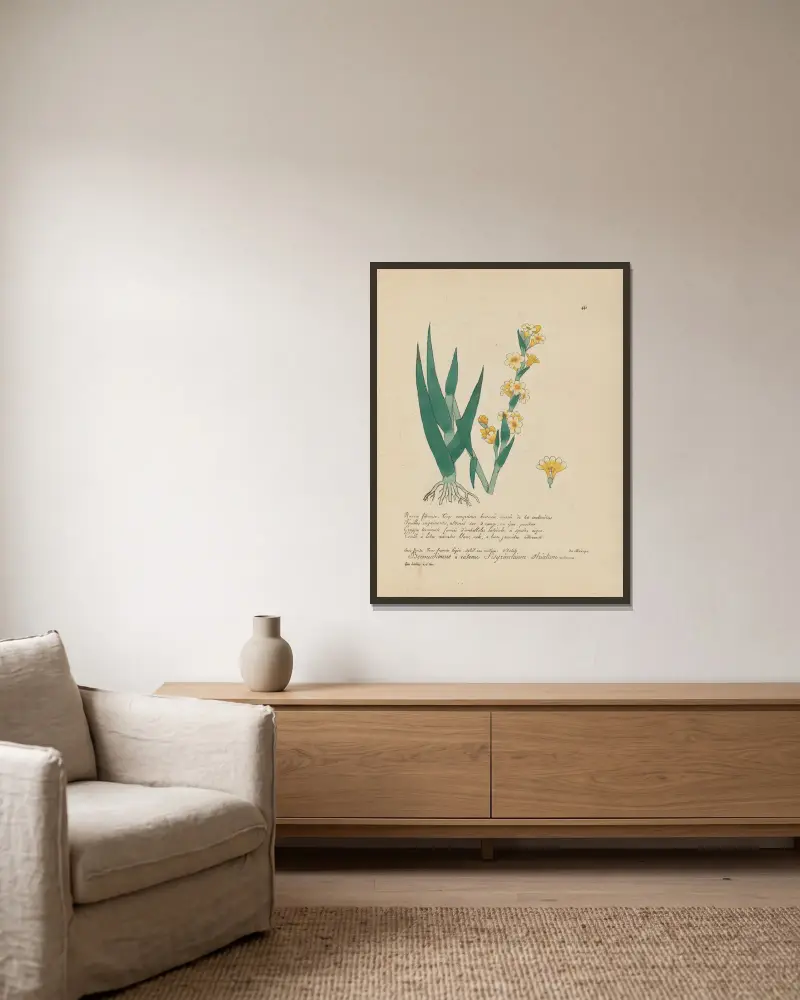 Sisyrinchium striatum von Jean Baptiste Louis Letellier gerahmt an einer Wand