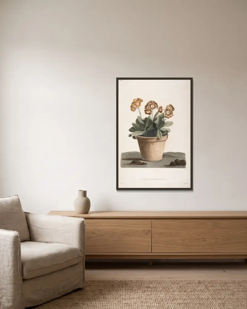 Studie einer Aurikel im Topf von Jean Louis Prévost gerahmt an einer Wand