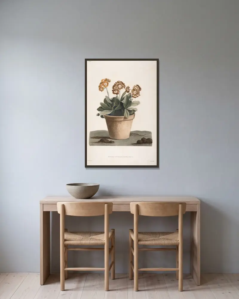 Studie einer Aurikel im Topf von Jean Louis Prévost gerahmt an einer Wand
