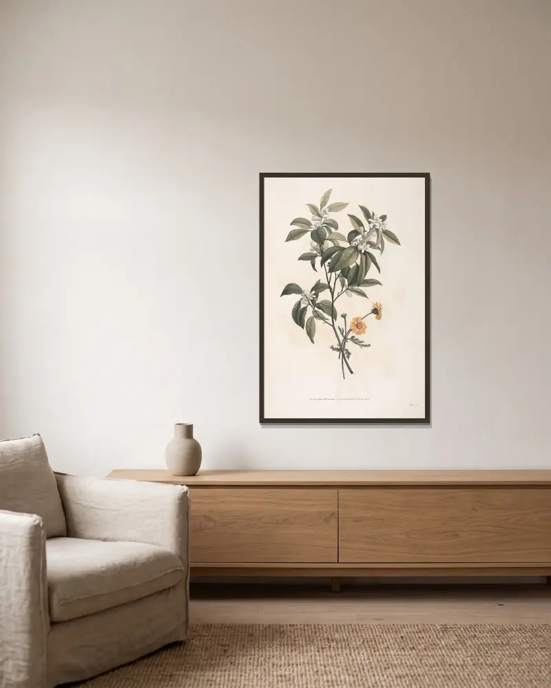 Studier av apelsinblommor och grekisk krysantemum av Jean Louis Prévost inramad på en vägg