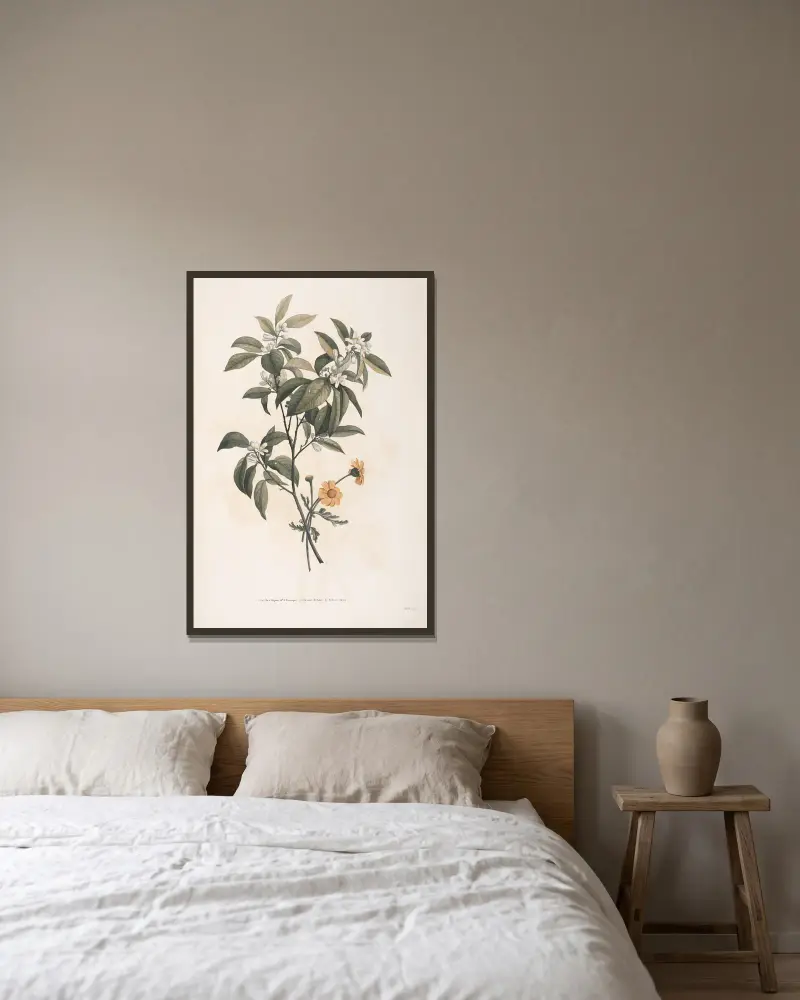 Studier av apelsinblommor och grekisk krysantemum av Jean Louis Prévost inramad på en vägg