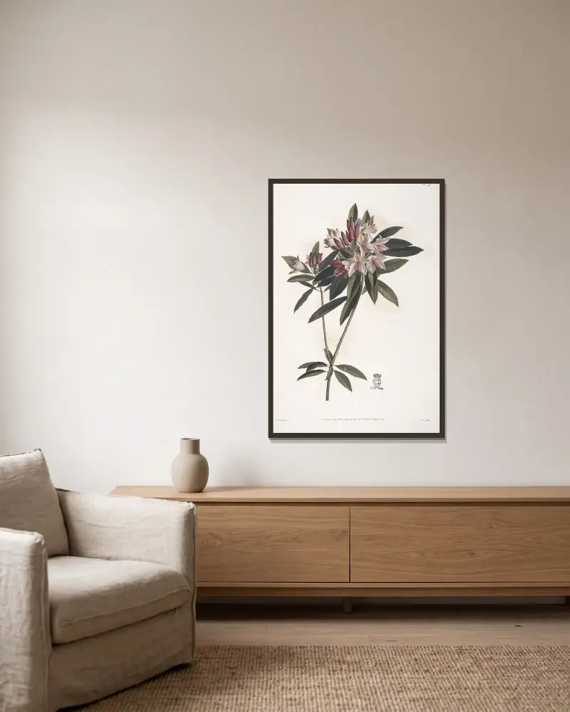 Östlig rosenbuske eller Rhododendron ponticum av Jean Louis Prévost inramad på en vägg