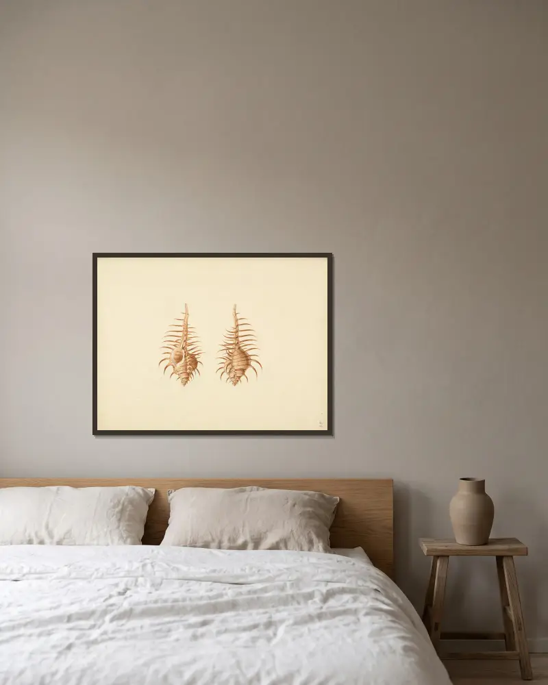 Murex pecten (Venus Comb Murex), Luigi Balugani w ramie na ścianie