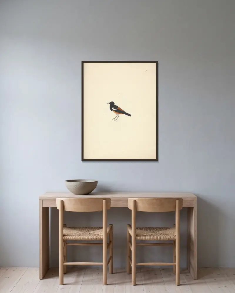 Thamnolaea semirufa (White-winged Cliff-chat) von Luigi Balugani gerahmt an einer Wand