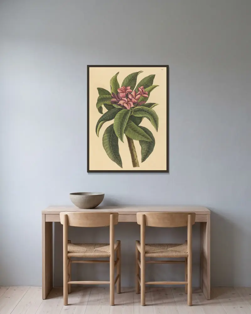 Red Frangipanni (Plumeria rubra) av Mark Catesby inramad på en vägg