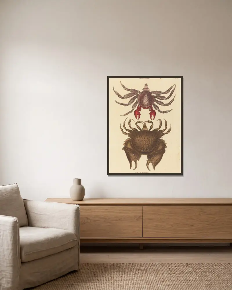 Rotgefleckte Klippenkrabbe (Cancer grapsus) von Mark Catesby gerahmt an einer Wand