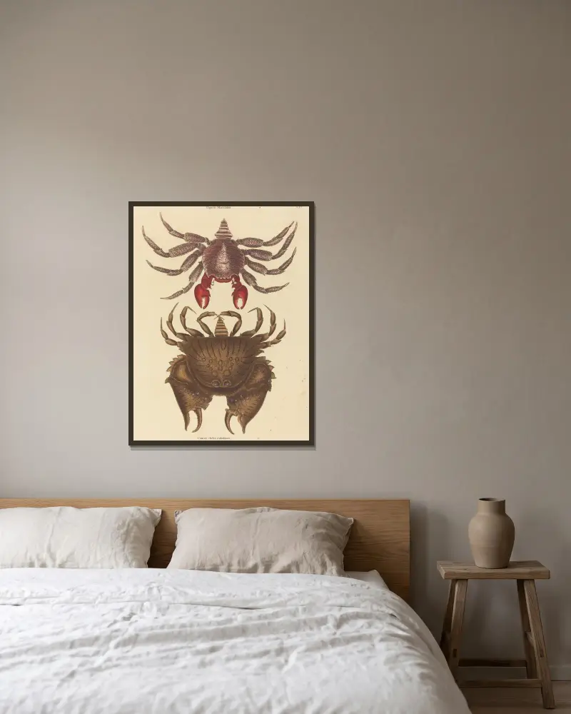 Rotgefleckte Klippenkrabbe (Cancer grapsus) von Mark Catesby gerahmt an einer Wand