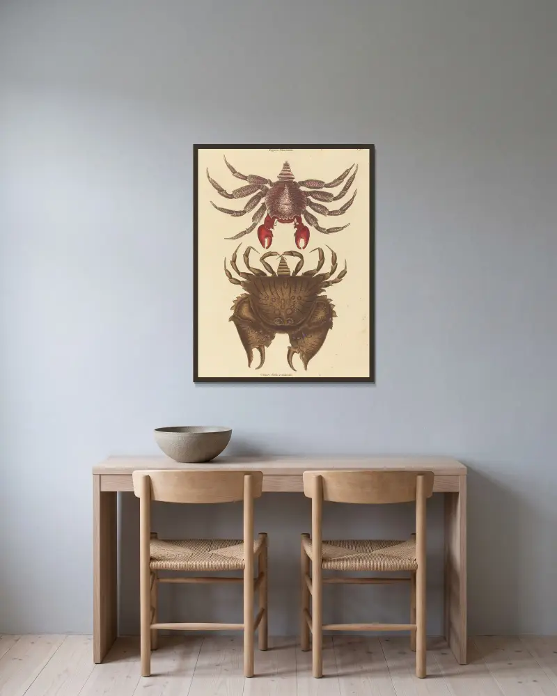 Rotgefleckte Klippenkrabbe (Cancer grapsus) von Mark Catesby gerahmt an einer Wand