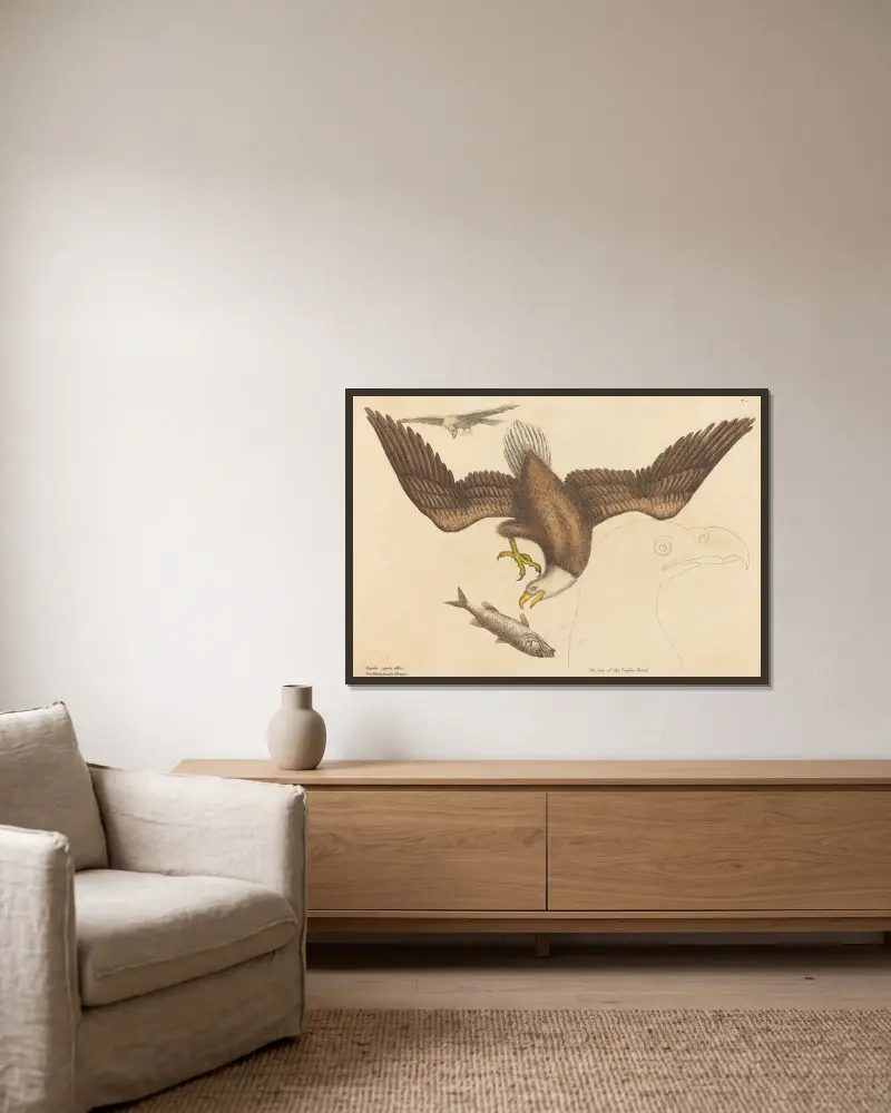 Orel bělohlavý (Falco leucocephalus), Mark Catesby v rámu na stěně