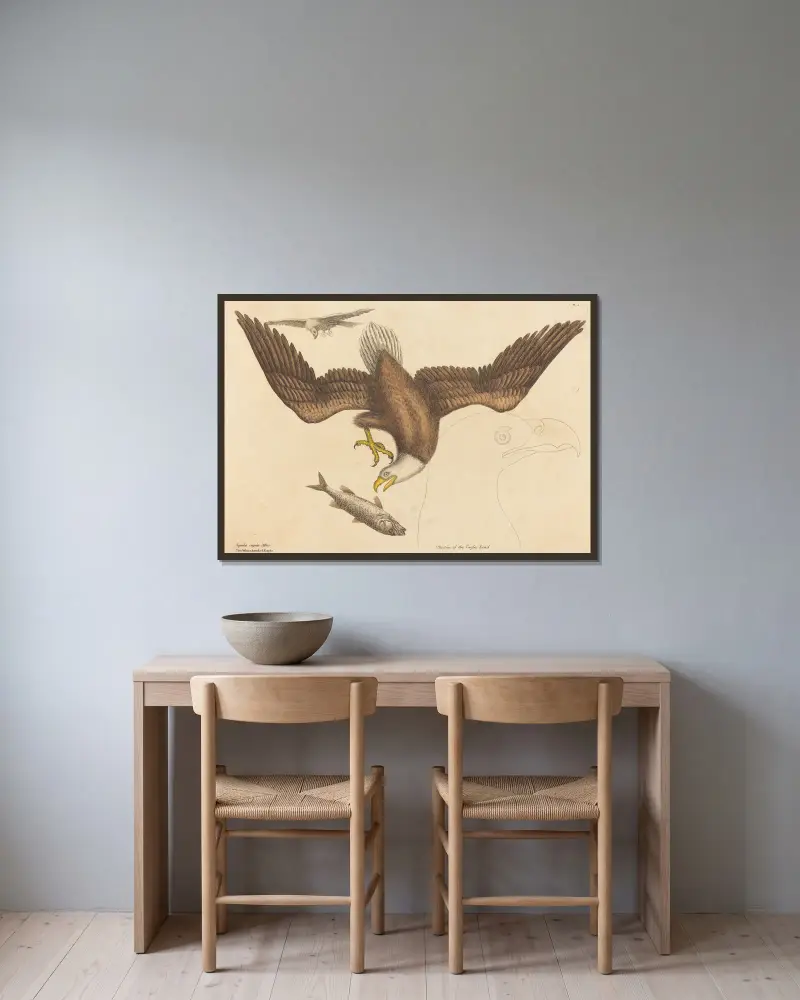 Orel bělohlavý (Falco leucocephalus), Mark Catesby v rámu na stěně