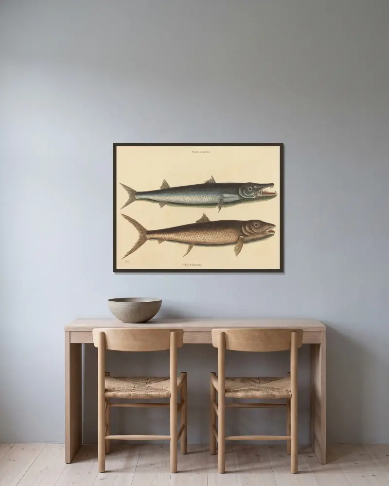 Der Barrakuda (Esox barracuda) von Mark Catesby gerahmt an einer Wand