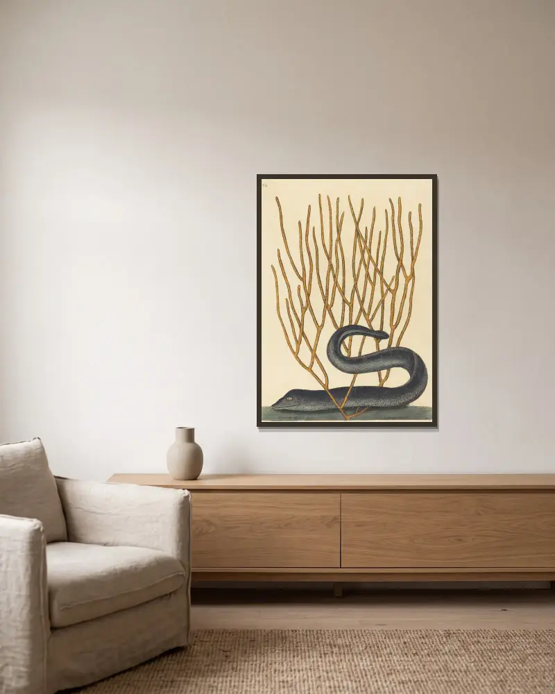 Die schwarze Muräne (Muraenae helenae varietas) von Mark Catesby gerahmt an einer Wand