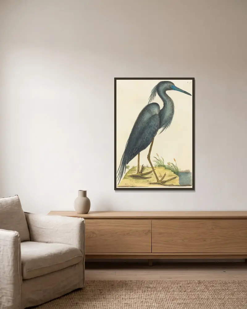 The Blue Heron (Ardea coerulea) av Mark Catesby inramad på en vägg