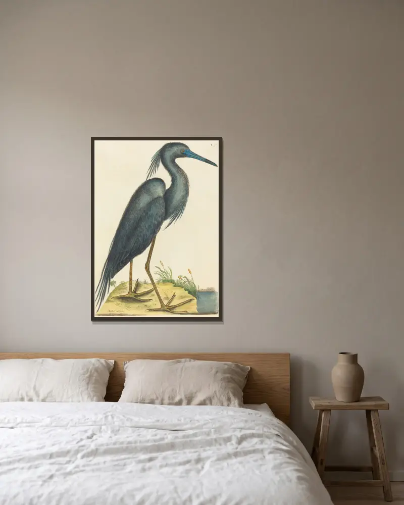 The Blue Heron (Ardea coerulea) av Mark Catesby inramad på en vägg
