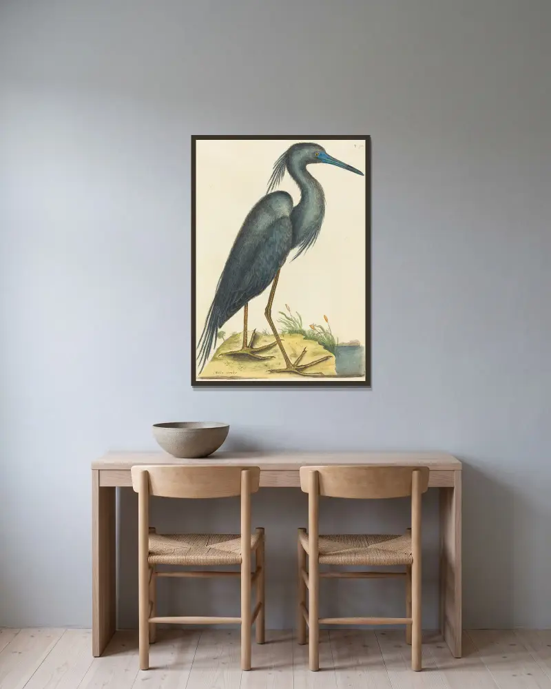 The Blue Heron (Ardea coerulea) av Mark Catesby inramad på en vägg