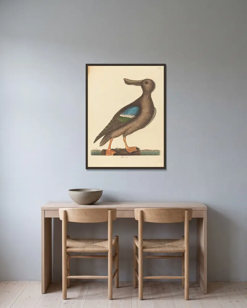 The Blue Winged Shoveler (Anas clypeata foemina) av Mark Catesby inramad på en vägg